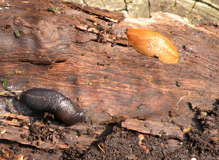 Limax? dal Parco dei monti Lessini